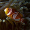 Clownfish